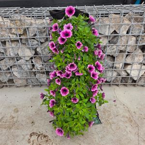 Afbeelding van Wandhangers stek Petunia's